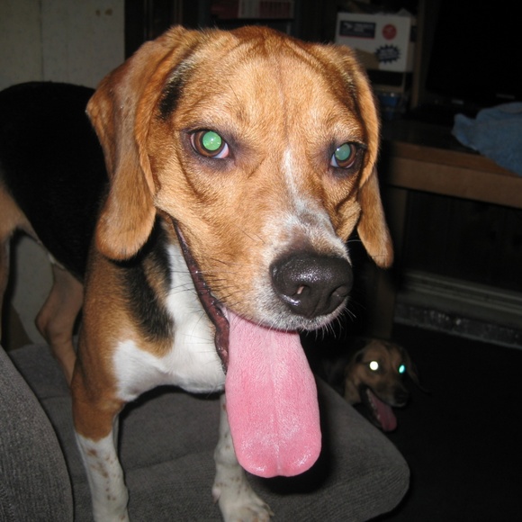 Meet your Posher, Maria - Picture 4 of 8